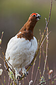 Willow Ptarmigan, Voice of the Arctic Tundra