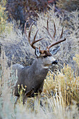 Mule deer buck, emerging from cover
