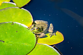 Frosch auf Seerosenblatt, Usa