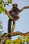 Red-ruffed lemurs relax in a tree.