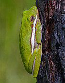 A green treefrog takes refuge among the furrows of bark of a slash pine tree in southern, Florida.