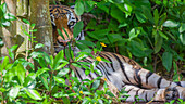 Ein malaiischer Tiger hält eine ruhige Wache.