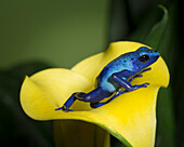 Blue poison dart frog, Blue poison arrow frog, okopipi, Dendrobates tinctorius 'azureus', controlled conditions