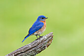 Blaulichtvogel-Männchen auf einem Zaun in der Nähe eines Blumengartens Marion County, Illinois