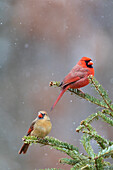Männlicher und weiblicher Kardinal in einer Tanne im Schnee, Marion County, Illinois.