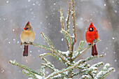 Northern cardinal male and female in spruce tree in winter snow, Marion County, Illinois.