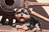 Yorkshire Terrier-Welpe liegt neben einem Holzrad