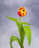 Tulpe als Fotokunstgemälde