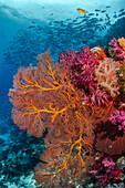 Fiji. Fish and coral reef
