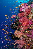 Fiji. Reef with coral and Anthias