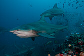 Südpazifik, Fidschi. Bullenhaie