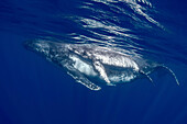 South Pacific, Tonga. Humpback whale mother and calf close-up