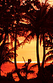 Guam, USA Territory. Palms and sunset near Hagatna capital
