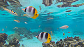 Drift Snorkel, Tahaa, French Polynesia, French Polynesia