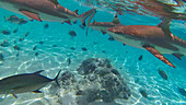 Swimming with sharks and Stingrays, Tiahura, Moorea, French Polynesia