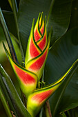 Heliconia, Maire Nui Botanical Gardens, Titakaveka, Rarotonga, Cookinseln, Südpazifik