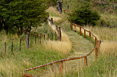 Grass lined pathway, Los Glaciares National Park, Argentina, South America, Patagonia