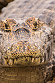 Brasilien, Pantanal. Jacare Kaiman Reptil im Wasser
