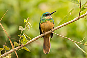 Brasilien, Pantanal. Rufous-tailed jacamar Vogel Nahaufnahme
