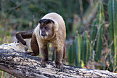 Brazil, Mato Grosso, The Pantanal, brown capuchin monkey, (Cebus apella). Brown capuchin monkey on a tree.