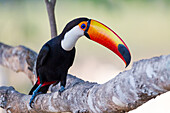 Brazil, Mato Grosso, The Pantanal, toco toucan, (Ramphastos toco). Toco toucan on a tree limb.