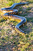 Brazil, Mato Grosso, The Pantanal, Porto Jofre, yellow anaconda, (Eunectes notaeus). Yellow anaconda moving through short grass.