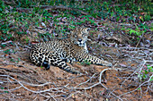 Brazil, Mato Grosso, The Pantanal, Rio Cuiaba, jaguar, (Panthera onca). Jaguar resting on the river bank.