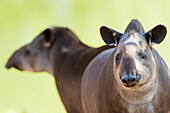 Brazil, Mato Grosso, Cuiaba, Cuiaba Zoo, Brazilian tapir, (Tapirs terrestris). Tapir in the zoo.