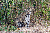 Brasilien, Mato Grosso, Das Pantanal, Rio Cuiaba, Jaguar (Panthera onca). Jaguar entlang des Ufers des Rio Cuiaba.