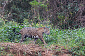Brazil, Mato Grosso, The Pantanal, Rio Cuiaba, jaguar (Panthera onca). Jaguar along the bank of the Cuiaba River.