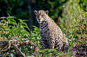 Brazil, Mato Grosso, The Pantanal, Rio Cuiaba, jaguar (Panthera onca). Jaguar on the bank of the Cuiaba River.