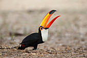 Brasilien, Mato Grosso, Das Pantanal, Toco-Tukan (Ramphastos toco). Toco-Tukan beim Fressen von Insekten.