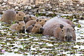 Brazil, Mato Grosso, The Pantanal, capybara, (Hydrochaeris hydrochaeris). Capybara female swimming with young.