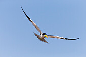 Brazil, Mato Grosso, The Pantanal, large-billed tern, (Phaetusa simplex). Large-billed tern in flight