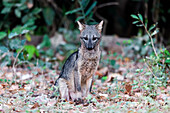 Brazil, Mato Grosso, The Pantanal, crab-eating fox, (Cerdocyon thous). Crab-eating fox at the edge of the forest.