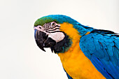 Brazil, Mato Grosso, The Pantanal, blue-and-yellow macaw, (Ara ararauna). Blue-and-yellow macaw portrait.