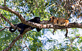 Brasilien, Mato Grosso, Das Pantanal, Schwarzer Brüllaffe (Alouatta caraya). Männlicher und weiblicher Schwarzer Brüllaffe in einem Baum.