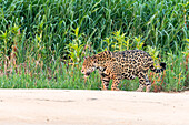 Brazil, Mato Grosso, The Pantanal, Rio Cuiaba jaguar (Panthera onca). Female jaguar walking along the beach.