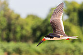 Brazil, Mato Grosso, The Pantanal, black skimmer, (Rynchops niger). Black skimmer in flight.