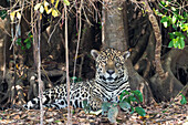 Brazil, Mato Grosso, The Pantanal, jaguar, (Panthera onca). Jaguar resting under a tree.