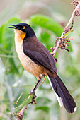 Brasilien, Mato Grosso, Das Pantanal, Schwarzkappen-Donacobius, (Donacobius atricapilla). Schwarzkappen-Donacobius im niedrigen Gebüsch.
