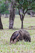 Brasilien, Mato Grosso do Sul, in der Nähe von Bonito. Riesiger Ameisenbär beim Fressen von Ameisen und Termiten in einem offenen Feld.