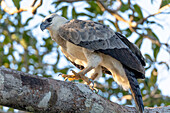 Brazil, Amazon, near Manaus, harpy eagle, Harpia harpyja. Juvenile harpy eagle in its nesting tree.