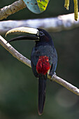 Brazil, Amazon, near Manaus, black-necked aracari, Pteroglossus aracari. Portrait of a black-necked aracari.