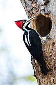 Brazil, The Pantanal, crimson-crested woodpecker, Campephilus melanoleucus. Female crimson-crested woodpecker at the nest hole.