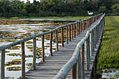 Brasilien, Das Pantanal, Porto Jofre, Riesenseerosenblätter, Victoria amazonica. Brücke in Porto Jofre mit riesigen Seerosenblättern auf beiden Seiten.