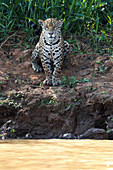 Brasilien, Das Pantanal, Rio Cuiaba, Jaguar, Panthera onca. Ein weiblicher Jaguar sitzt am Flussufer und hält Ausschau nach Beute.