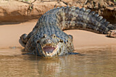 Brasilien, Das Pantanal, Schwarzer Kaiman, Caiman niger. Porträt eines schwarzen Kaimans mit offenem Maul am Flussufer.