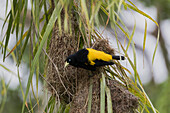 Brazil, The Pantanal, yellow-rumped cacique, Cacicus cela. A yellow-rumped cacique sits outside a nest it is building.
