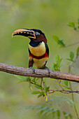 Brasilien, Das Pantanal, Kastanienohr-Arakari, Pteroglossus castanotis. Porträt eines Kastanienohr-Arakaris, der auf einer Weinrebe sitzt.